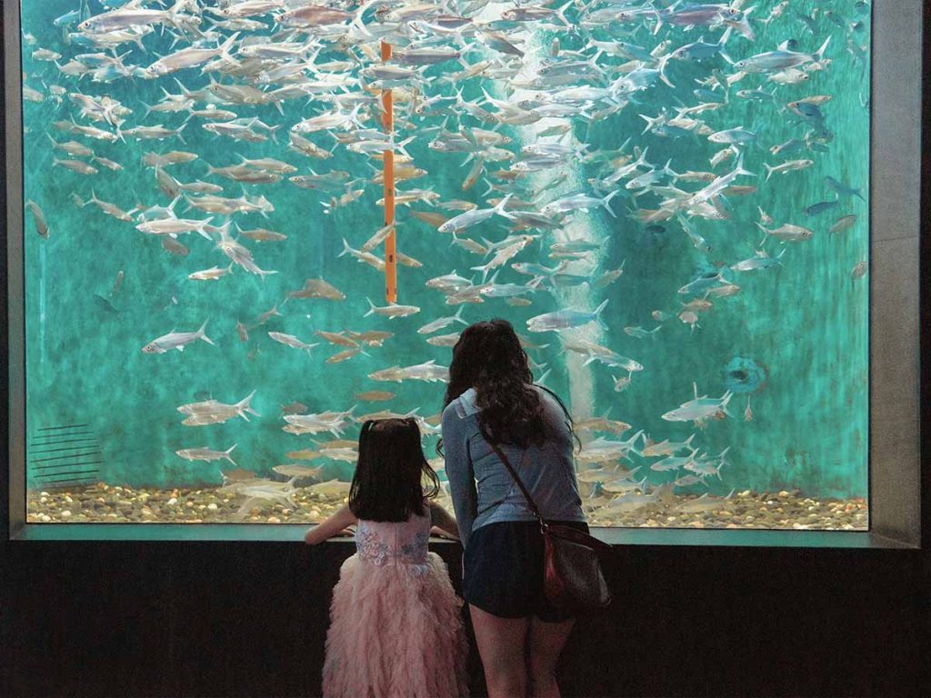 10 mothers day activities at the aquarium